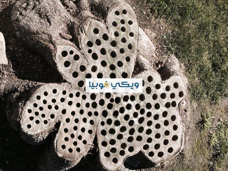 علاج التريبوفوبيا: طرق علاج فوبيا النخاريب وأعراضها علاج التريبوفوبيا