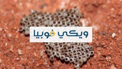 أعراض ومحفزات فوبيا الأشياء المخرمه والنقط المتجمعة وعلاجها فوبيا الأشياء المخرمه