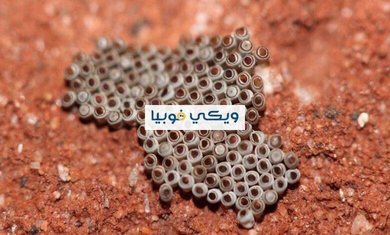 أعراض ومحفزات فوبيا الأشياء المخرمه والنقط المتجمعة وعلاجها فوبيا الأشياء المخرمه