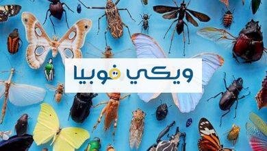 أعراض فوبيا الحشرات النفسية والجسدية وطرق العلاج السلوكي فوبيا الحشرات