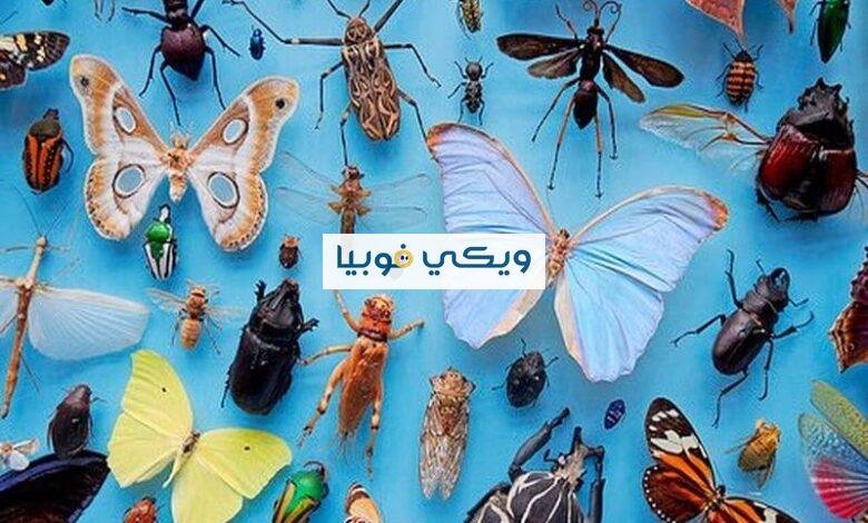 أعراض فوبيا الحشرات النفسية والجسدية وطرق العلاج السلوكي فوبيا الحشرات