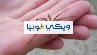 ما هي فوبيا العناكب Arachnophobia وأعراضها وأسبابها وعلاجها؟ فوبيا العناكب