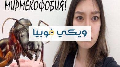 أسباب وأعراض فوبيا النمل وكيف تعالج خوفك منه؟ فوبيا النمل