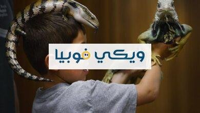 ما هي فوبيا الزواحف؟ أسباب وأعراض وعلاج الخوف من الزواحف فوبيا الزواحف