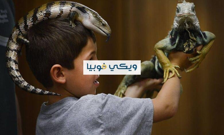 ما هي فوبيا الزواحف؟ أسباب وأعراض وعلاج الخوف من الزواحف فوبيا الزواحف