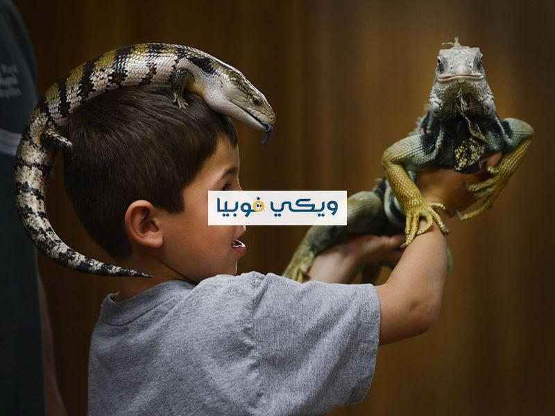 ما هي فوبيا الزواحف؟ أسباب وأعراض وعلاج الخوف من الزواحف فوبيا الزواحف