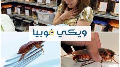 فوبيا الصراصير: أعراض وأسباب وطرق علاج الخوف من الصرصار فوبيا الصراصير