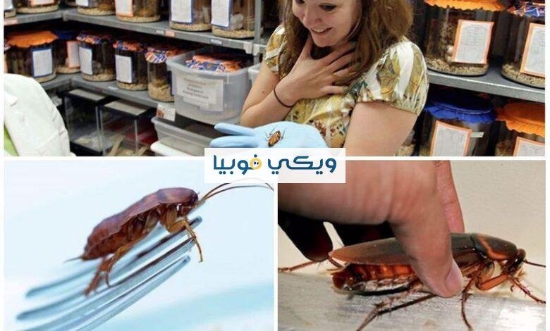 فوبيا الصراصير: أعراض وأسباب وطرق علاج الخوف من الصرصار فوبيا الصراصير