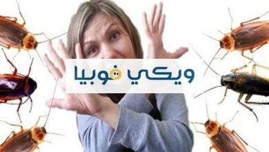 ما هي فوبيا الحشرات؟ أسبابها وأعراضها وكيف تتخلص منها للأبد؟ ما هي فوبيا الحشرات