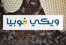 ماهي فوبيا الثقوب؟ حقيقة رهاب النخاريب ماهي فوبيا الثقوب