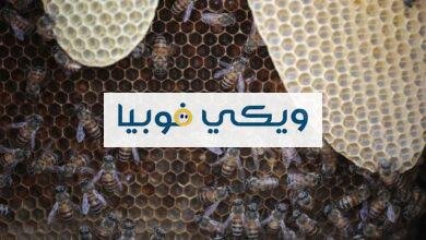 ماهي فوبيا الثقوب؟ حقيقة رهاب النخاريب ماهي فوبيا الثقوب