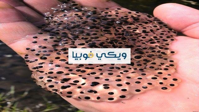 أعراض فوبيا الثقوب اليد أو الوجه وطرق علاجها فوبيا الثقوب اليد